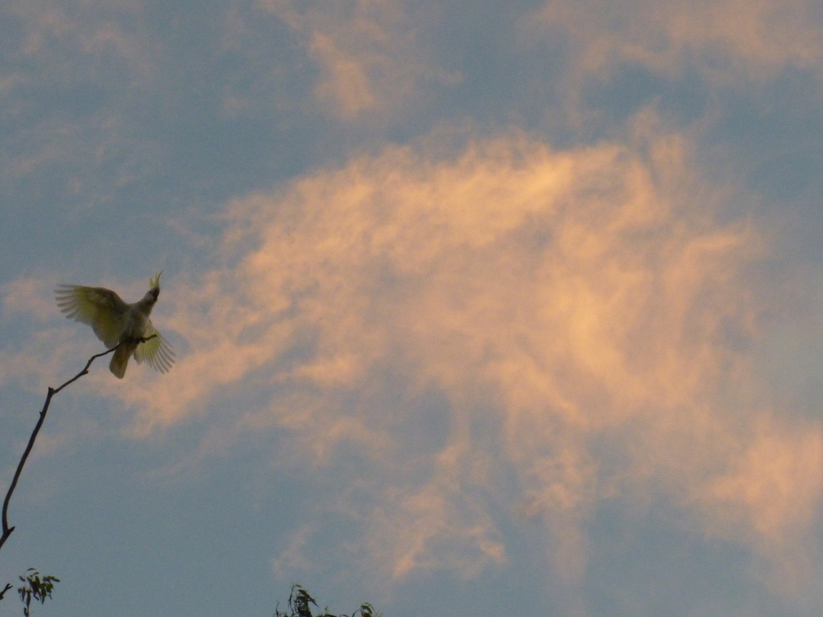 White cockatoo