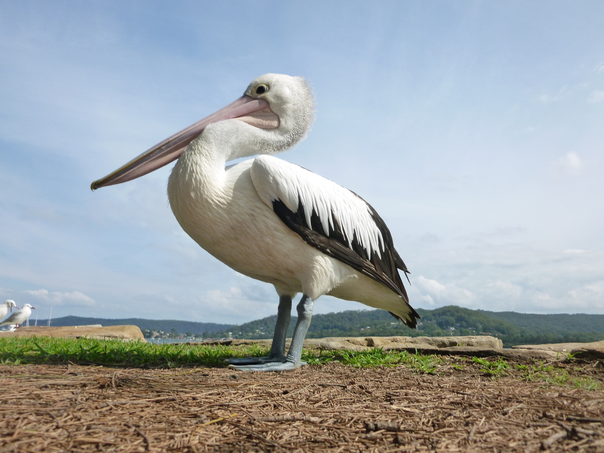 Invité de pique-nique